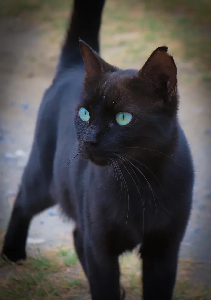 Por que a Vacinação é Importante para Gatos