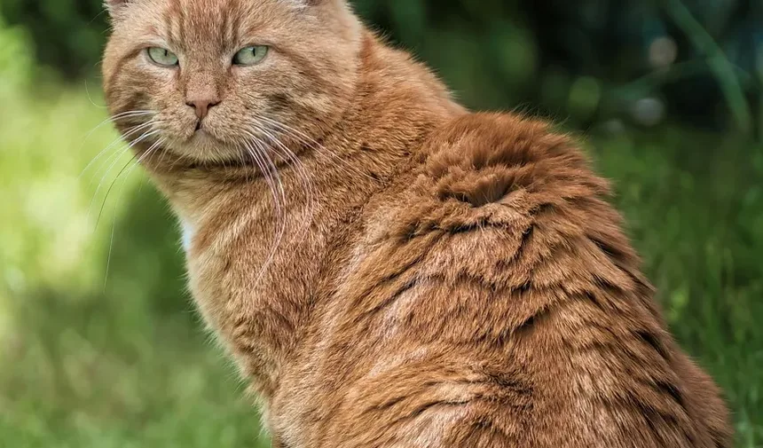 Por que a Vacinação é Importante para Gatos
