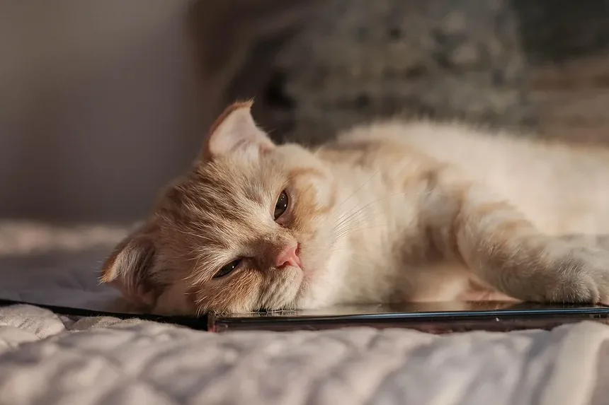Por que a Vacinação é Importante para Gatos